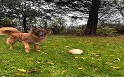 German Shepherd dogs for adoption: Biggie - Advert 1