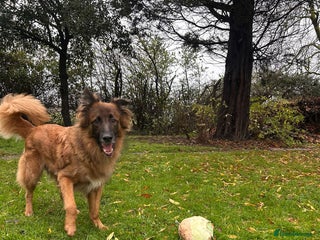 German Shepherd dogs Biggie - Advert 1