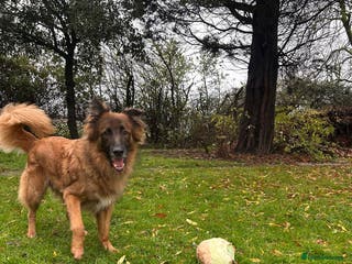 German Shepherd dogs Biggie - Advert 1