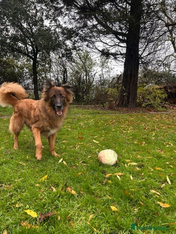 German Shepherd dogs Biggie - Advert 1