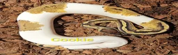 Python Snake reptiles for sale: Ball pythons (8mth). Pied/Firefly/Gene X/Mojave) - Advert 20