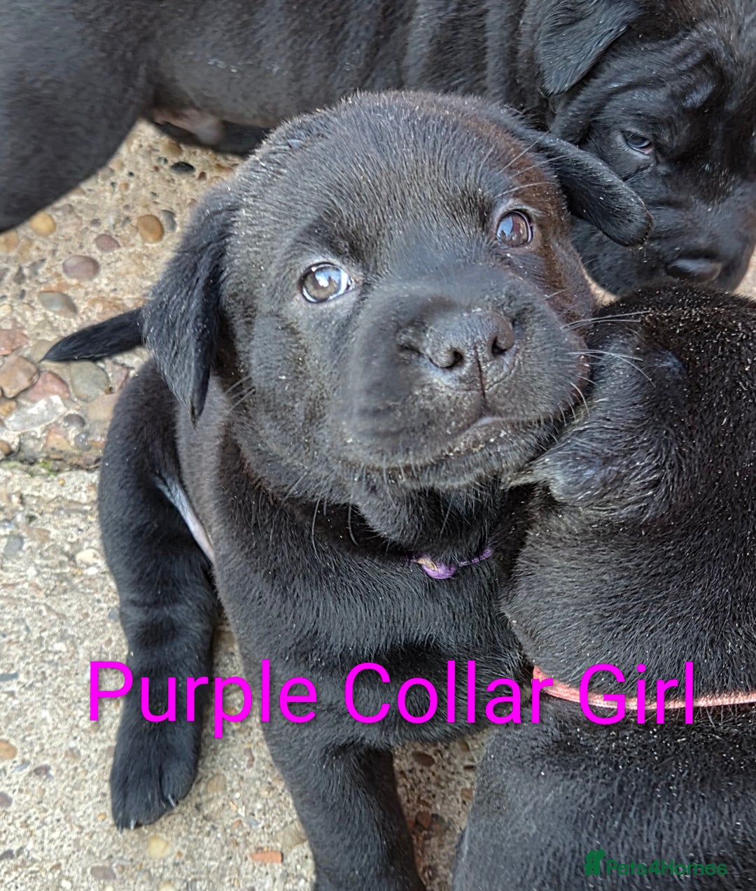 Mixed Breed dogs for sale: Ready to leave 3 Girls Left Shar-Pei x Chow pups  - Image 15