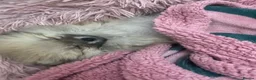Pomeranian dogs for sale: Beautiful Pomeranian puppies ready to leave now  - Advert 6