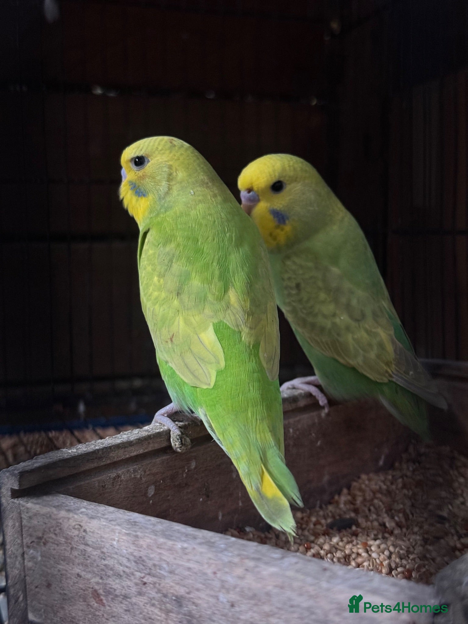 Budgerigars birds Adorable budgies for sale  - Advert 1