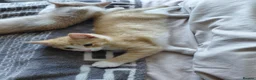 Mixed Breed cats for sale: 1/4 main coon kittens  in Fleetwood - Advert 6
