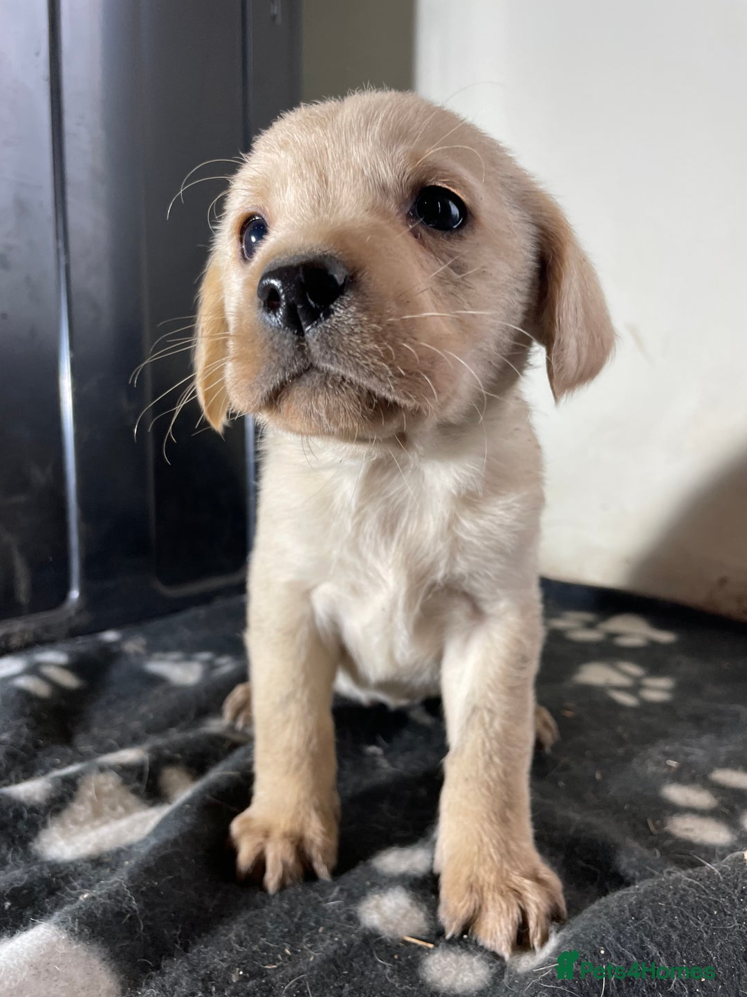 Labrador Retriever dogs for sale: Stunning chunky Labrador pups  - Advert 15