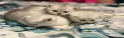 Scottish Fold cats for sale: Adorable Scottish Fold & Straight Kittens - Advert 6