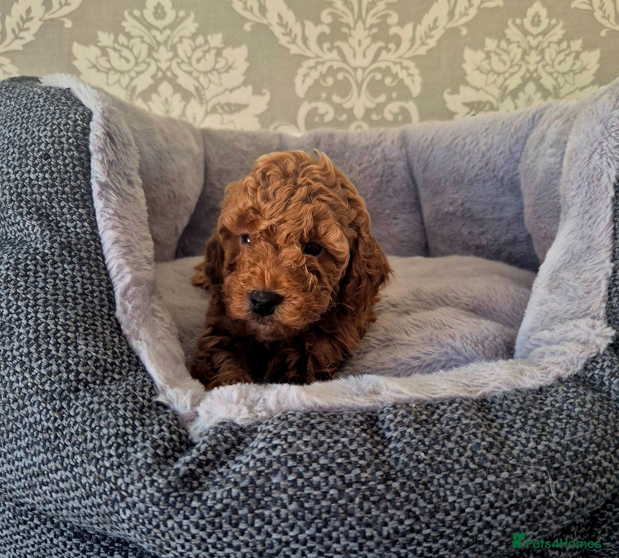 Cavapoo dogs F1B EXTENSIVELY HEALTH TESTED CAVERPOO PUPS - Advert 3