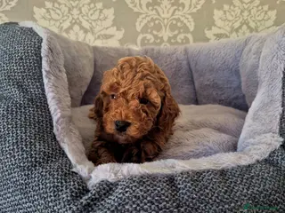 Cavapoo dogs F1B EXTENSIVELY HEALTH TESTED CAVERPOO PUPS - Advert 3