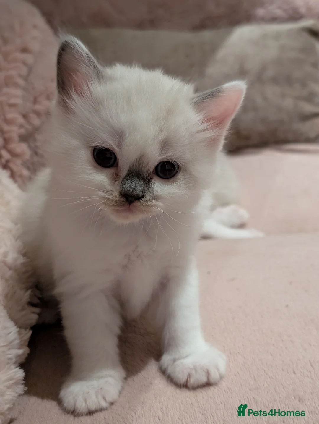 Ragdoll cats for sale: Ragdoll kittens for sale  in Newton Abbot - Advert 2