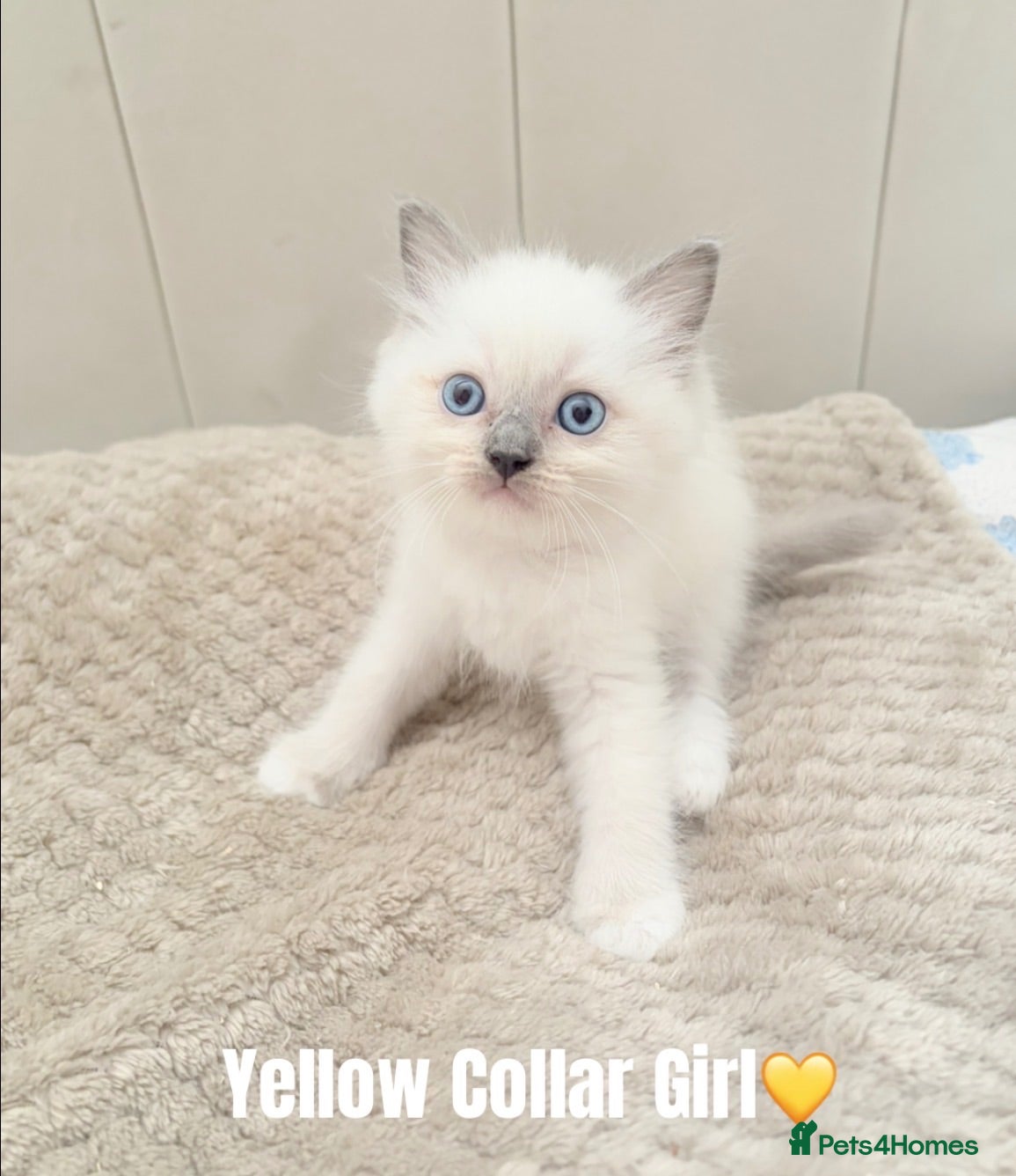 Ragdoll cats Five Beautiful Ragdoll Kittens Now Available🤍 - Advert 2