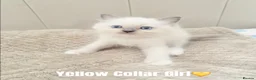 Ragdoll cats for sale: Five Beautiful Ragdoll Kittens Now Available🤍 - Advert 2