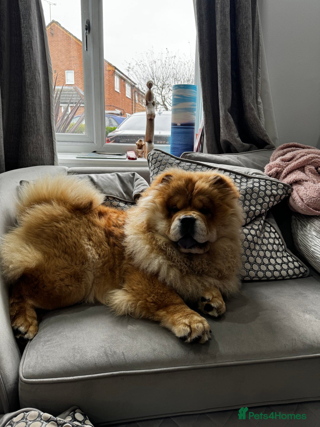 Chow Chow dogs for stud: 2 Gorgeous males for stud  - Advert 10