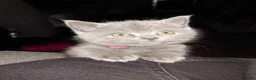 British Shorthair cats for sale: Stunning British short hair kittens  - Advert 6