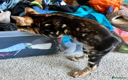 Bengal cats for sale: Beautiful rosette female Bengal kitten  in Okehampton - Image 8