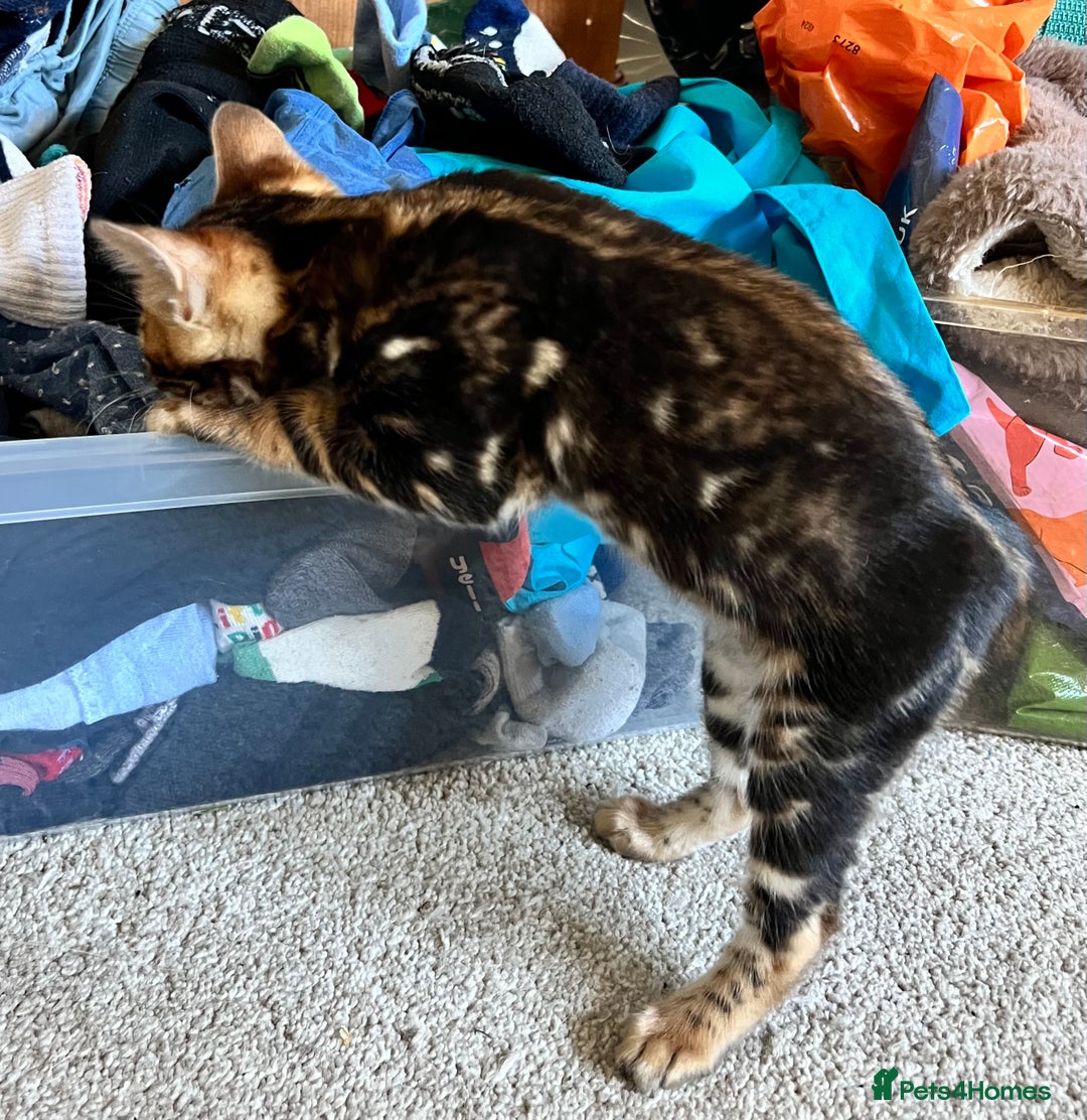Bengal cats for sale: Beautiful rosette female Bengal kitten  in Okehampton - Image 8