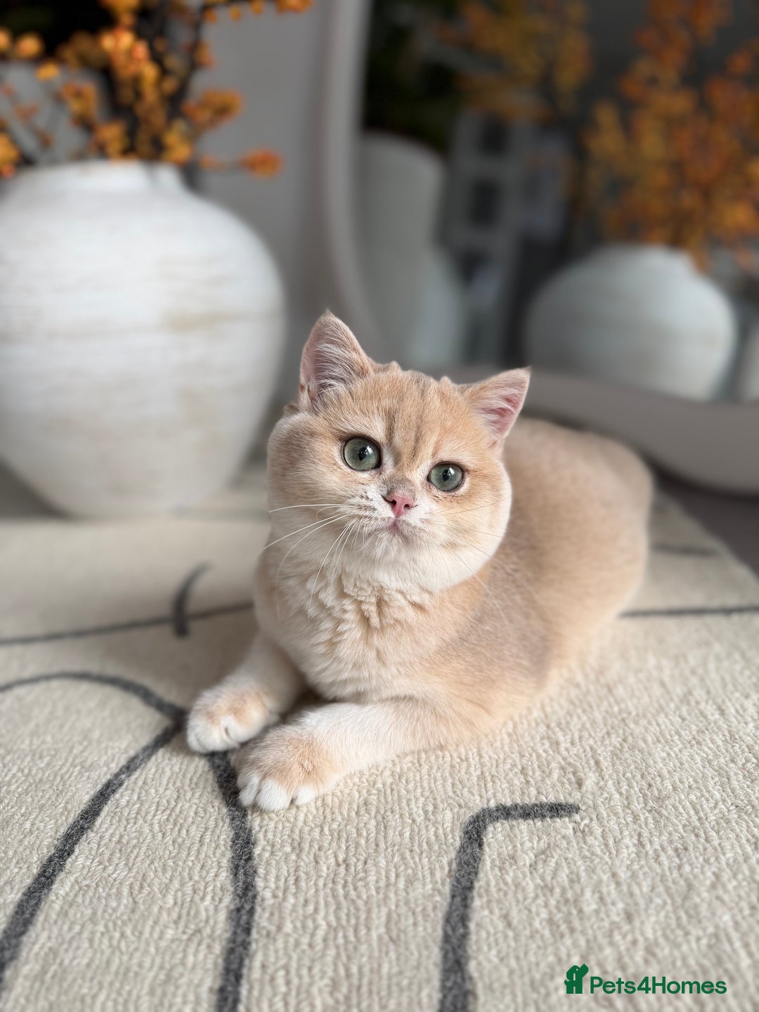 British Shorthair cats for sale: Lilac Golden British Shorthair kitten 🤍 - Advert 12