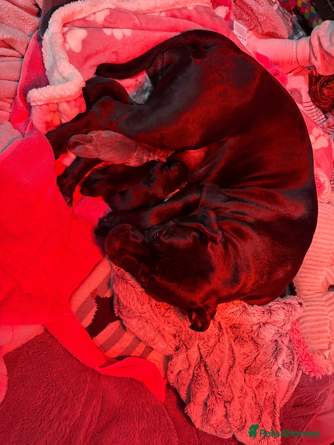 Mixed Breed dogs for sale: Staffy X Rhodesian Ridgeback  - Advert 1