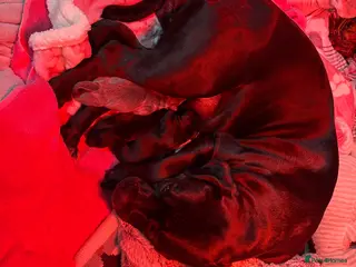 Mixed Breed dogs Staffy X Rhodesian Ridgeback - Advert 1