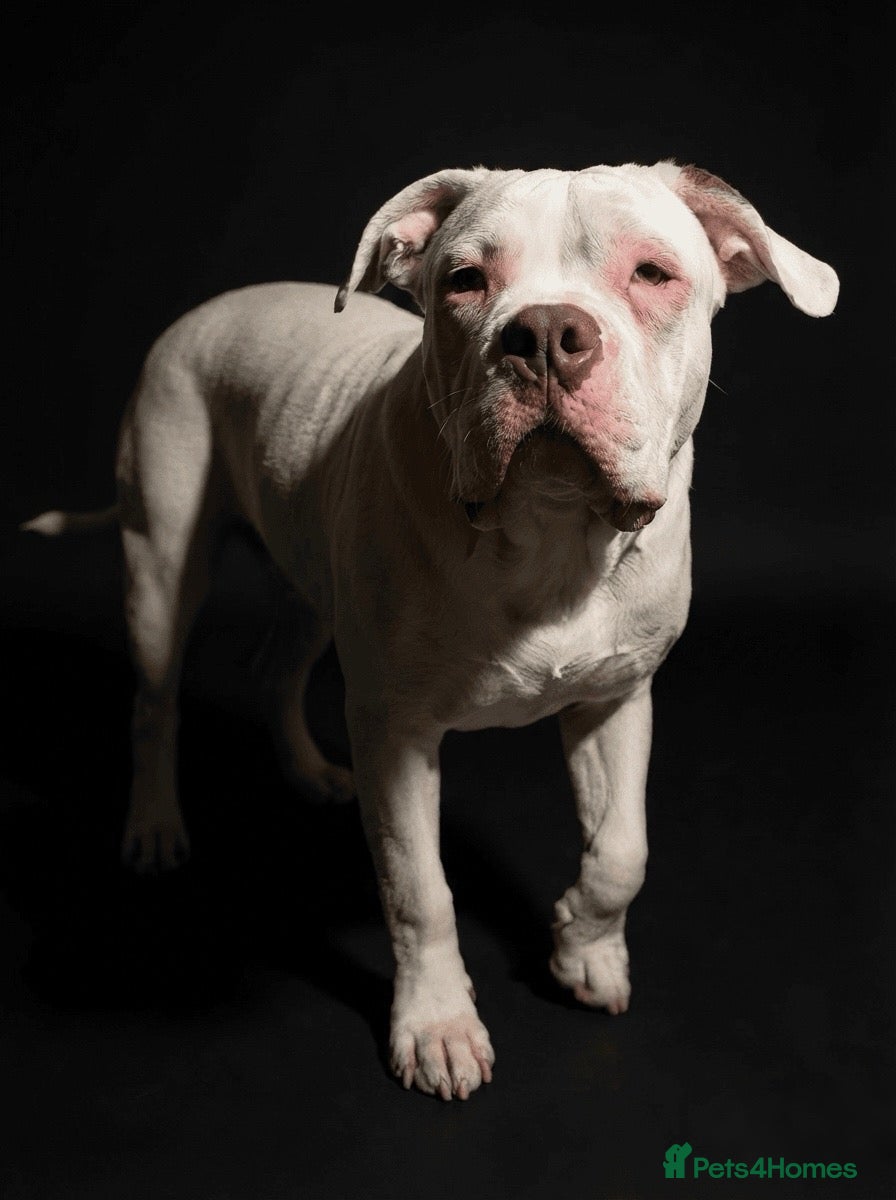 American Bulldog dogs Very handsome American bulldog for stud  - Advert 1
