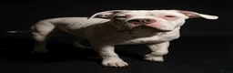 American Bulldog dogs for stud: Very handsome American bulldog for stud  - Advert 1