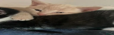 Domestic Shorthair 3
