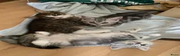 Mixed Breed cats for sale: Chocolate box kittens! - Advert 1