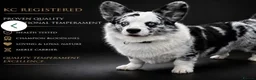 Welsh Corgi Cardigan dogs for sale: Stunning litter of Welsh cardigan corgi puppies  - Advert 3
