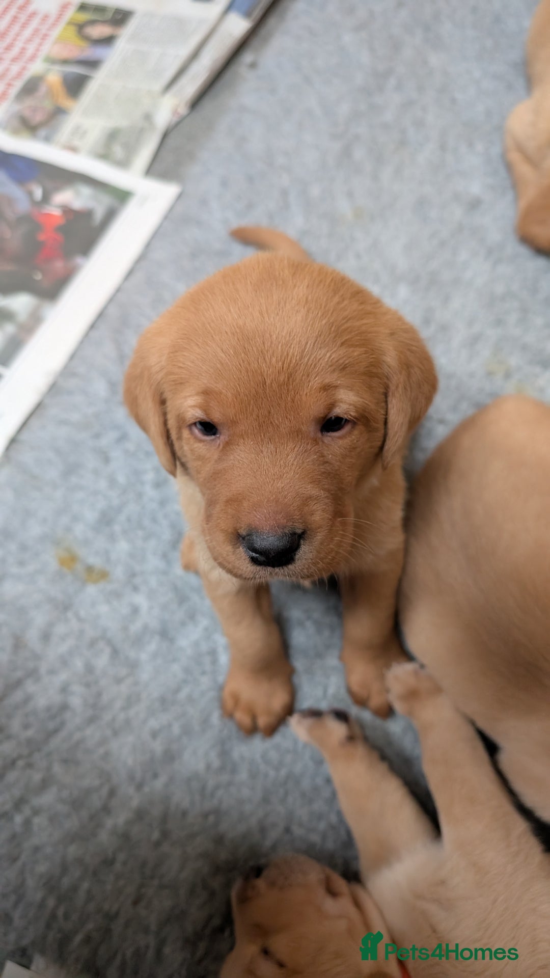 Labrador Retriever dogs for sale: KC Registered Working Labradors - Image 15