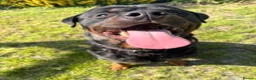 Rottweiler dogs for sale: 🐾 EXCEPTIONAL ROTTWEILER PUPPIES  - Advert 4