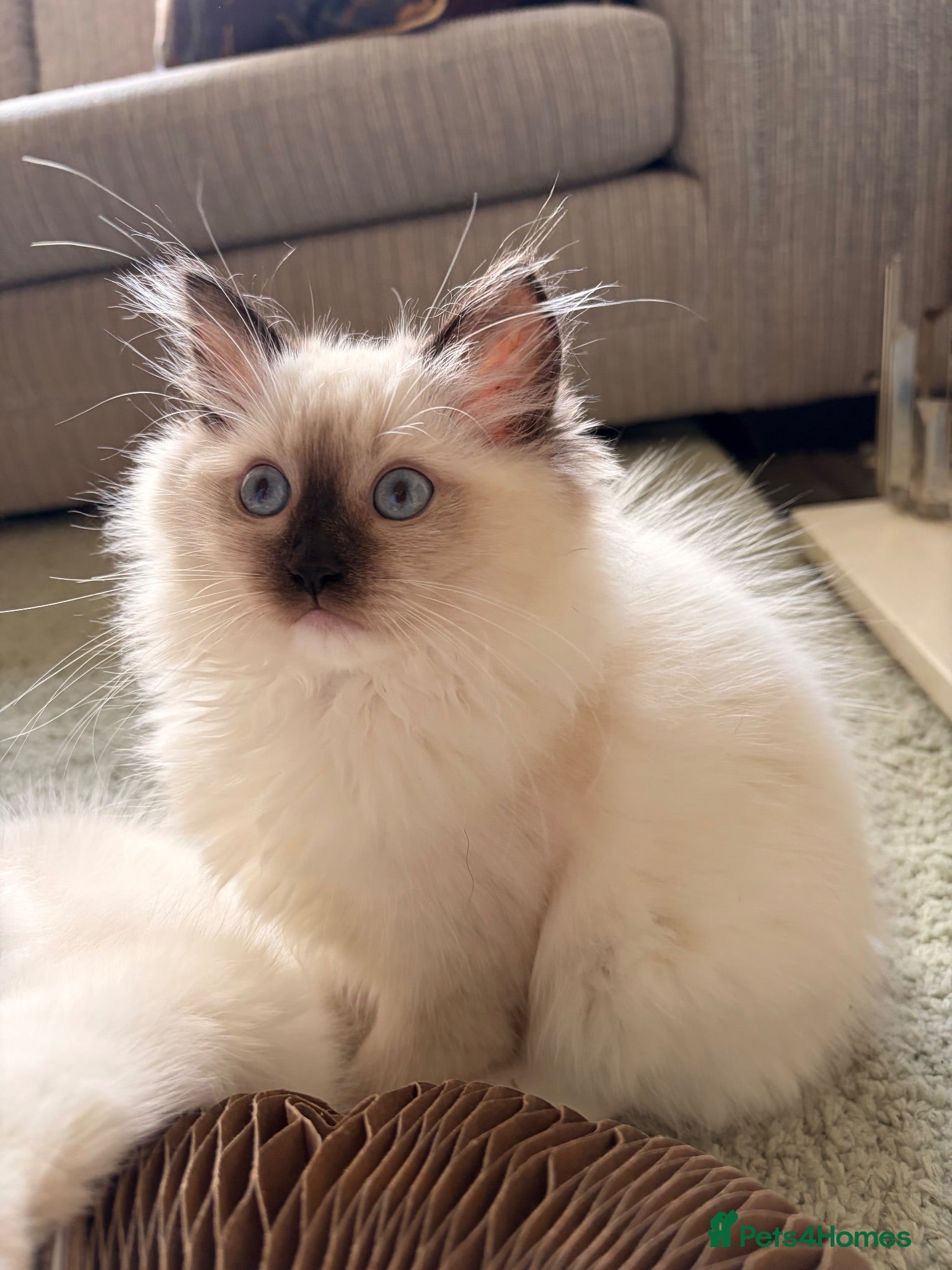 Ragdoll cats *ready now* Female Ragdoll GCCF Kitten - Advert 13