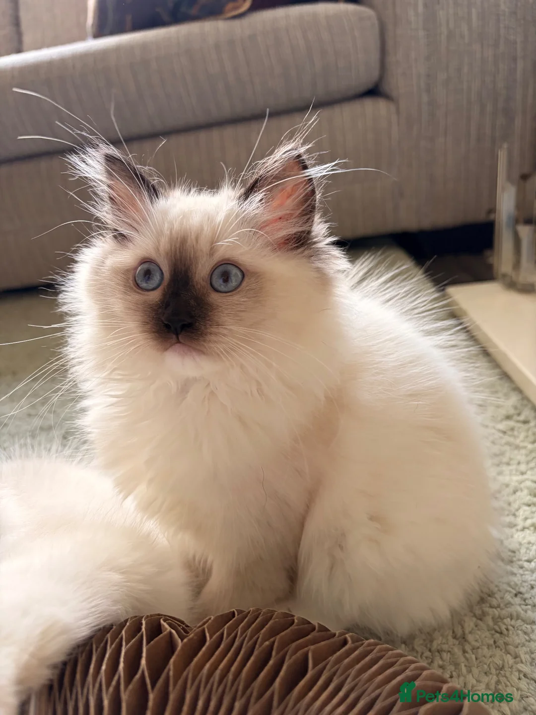 Ragdoll cats for sale: Last remaining Female Ragdoll GCCF Kitten - Advert 1