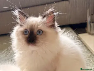 Ragdoll cats *ready now* Female Ragdoll GCCF Kitten - Advert 13