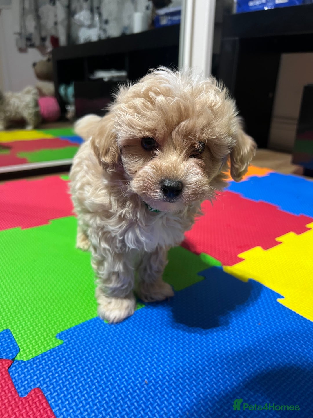 Maltipoo dogs for sale: Maltipoo F1 Males💙 - Advert 15