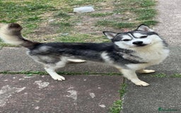 Siberian Husky dogs for sale: 2 year old Siberian husky  - Image 1