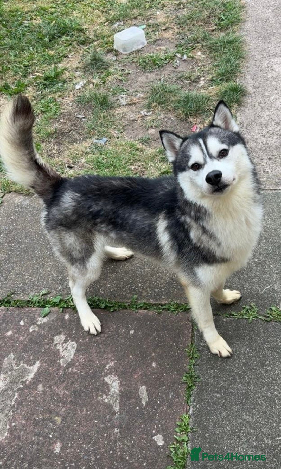 Siberian Husky dogs for sale: 2 year old Siberian husky  - Image 1