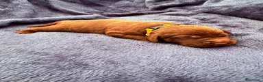 Yellow Collar