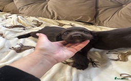 Cocker Spaniel dogs for sale: Chocolate cocker spaniel pups  - Advert 6