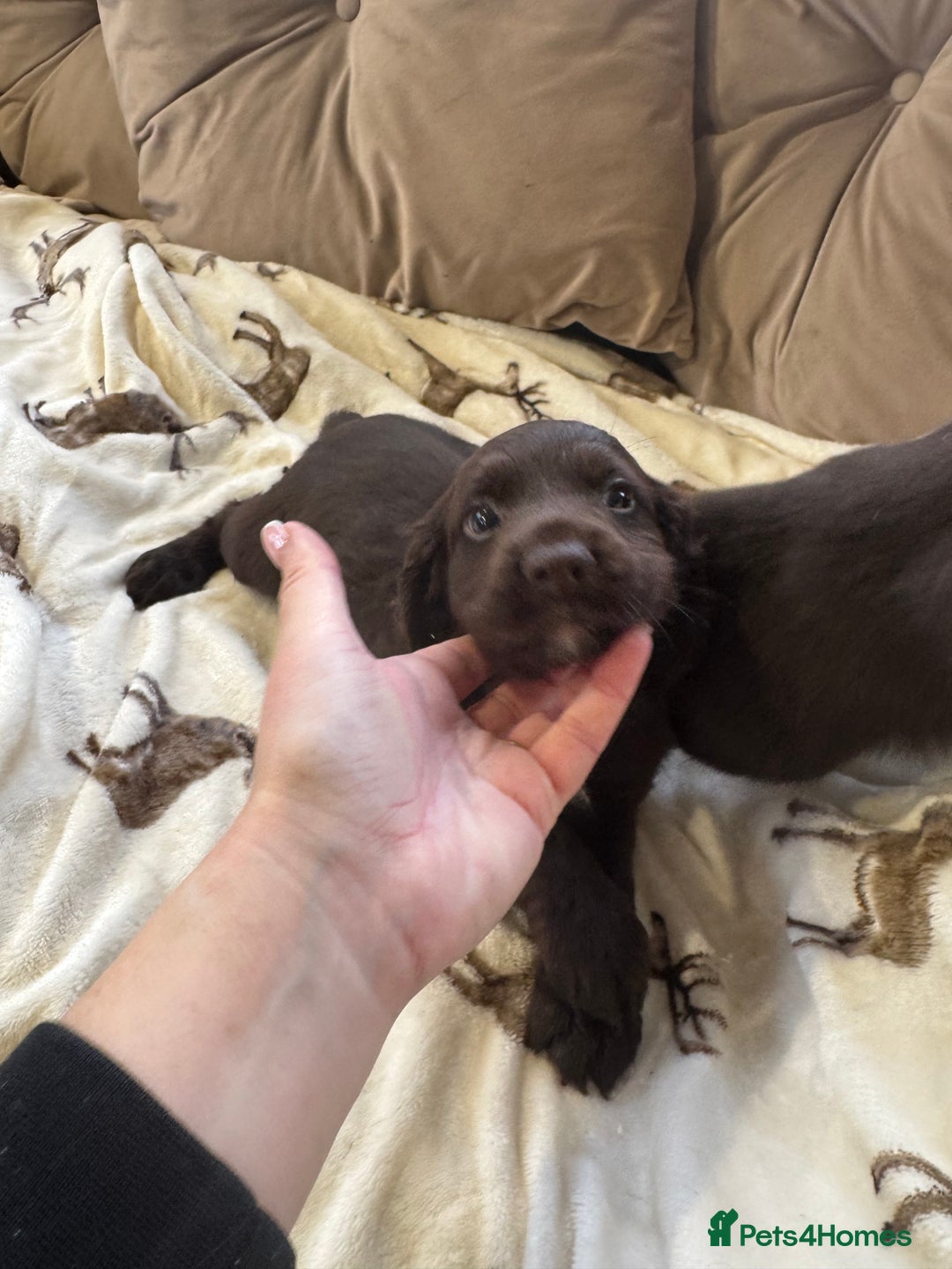 Cocker Spaniel dogs for sale: Chocolate cocker spaniel pups  - Advert 6