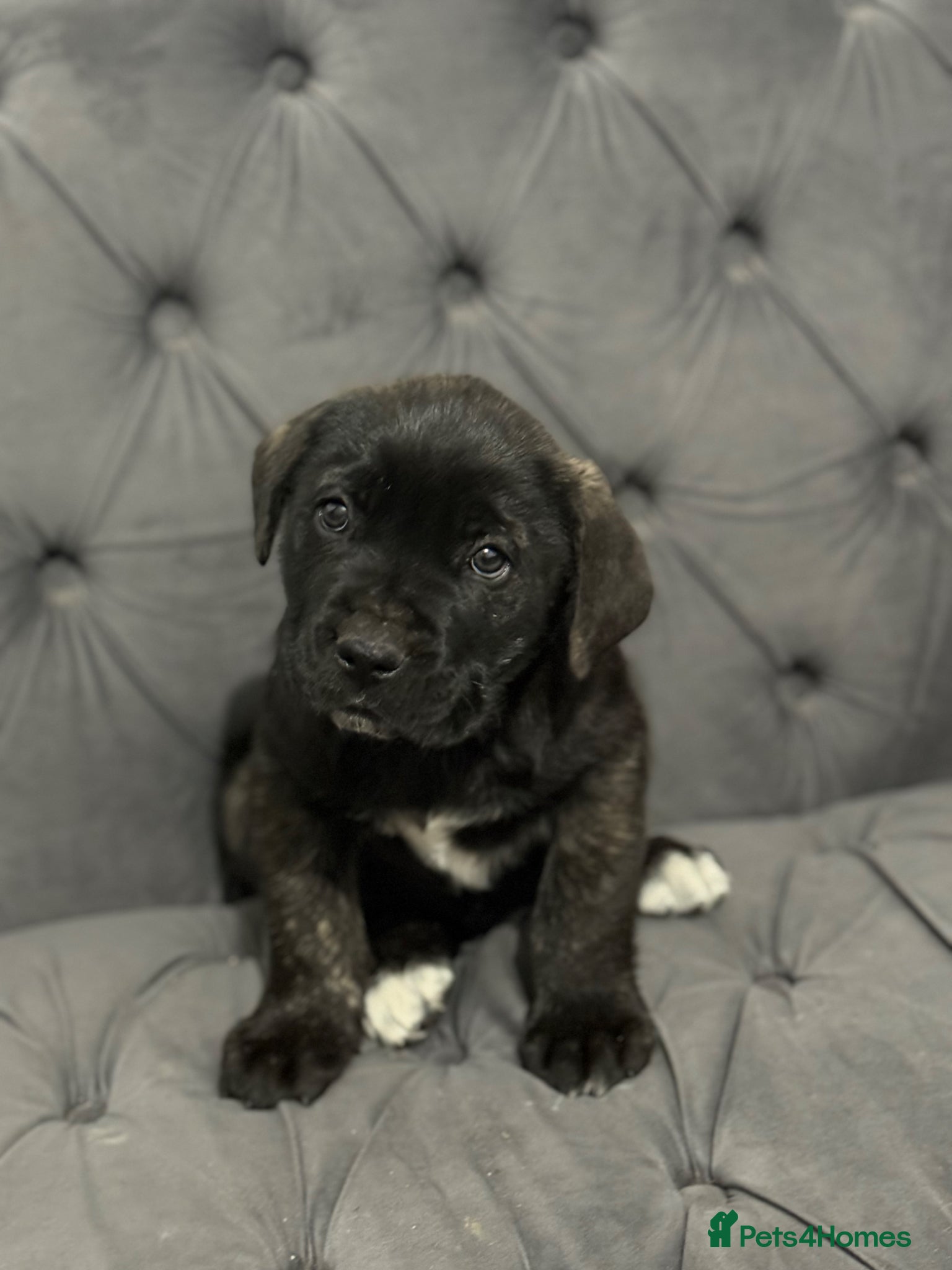 Presa Canario dogs Top quality 🏆Champion Blood presa Canario pups!! - Advert 1