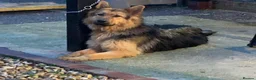 German Shepherd dogs for sale: Long hair German shepherd puppies  - Advert 1
