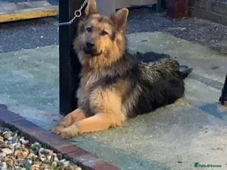 German Shepherd dogs Long hair German shepherd puppies - Advert 2