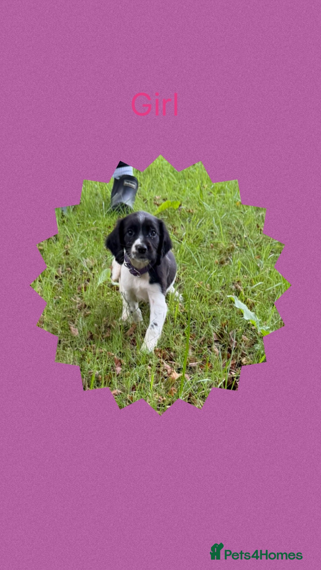 English Springer Spaniel dogs KC Registered English Springer Spaniel Puppies  - Advert 1