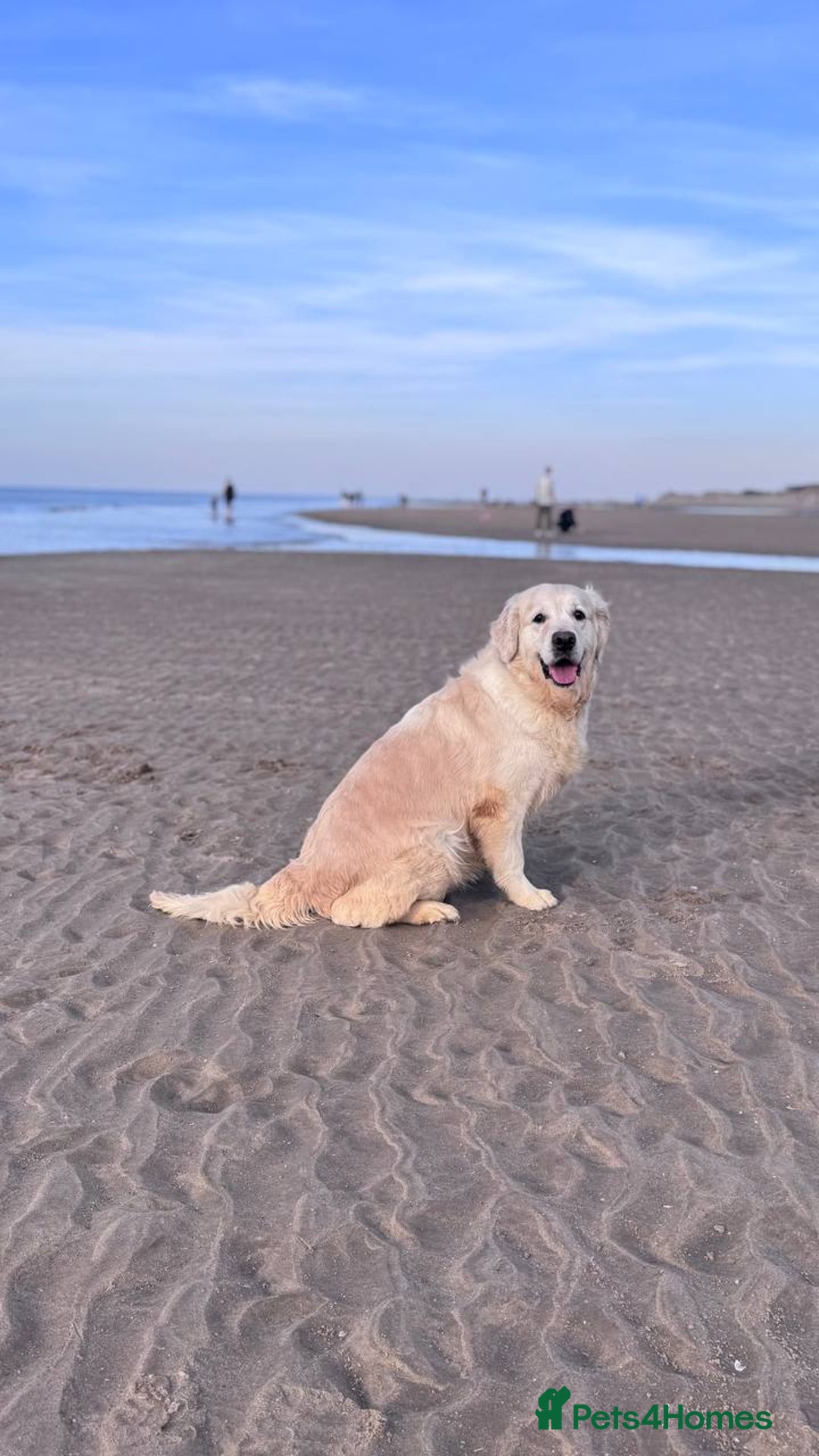 Goldendoodle dogs for sale: Absolutely Gorgeous Goldendoodle F1 Clean Parents - Advert 7