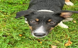 Border Collie dogs for sale: Tri colour short haired border collie puppies  - Image 2