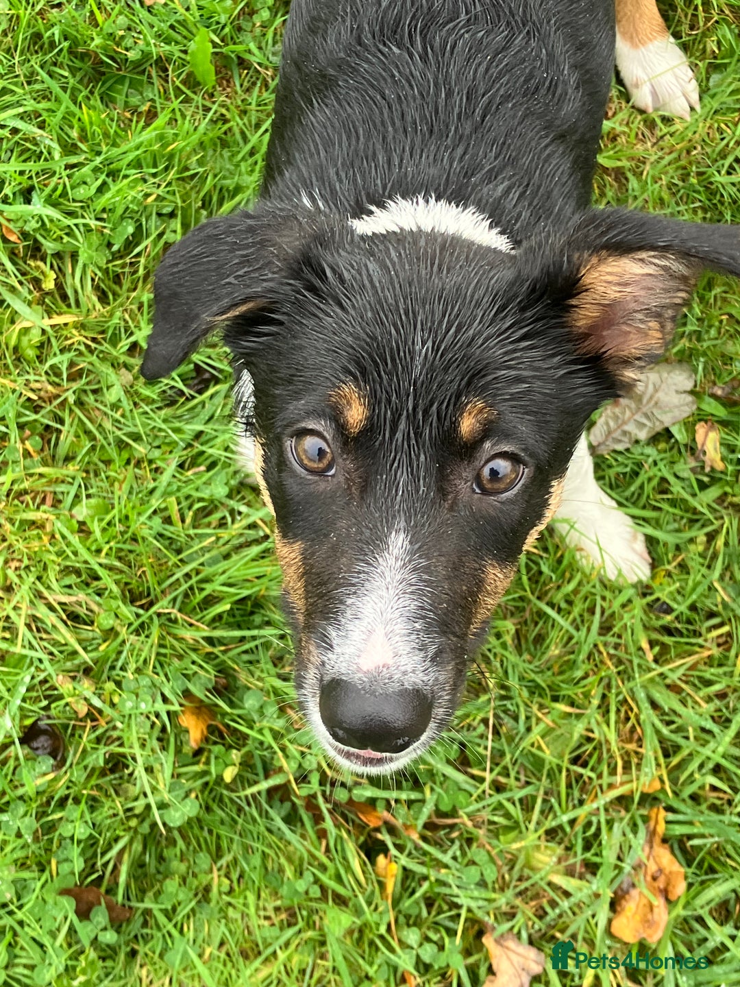 Border Collie dogs for sale: Tri colour short haired border collie puppies  - Image 2