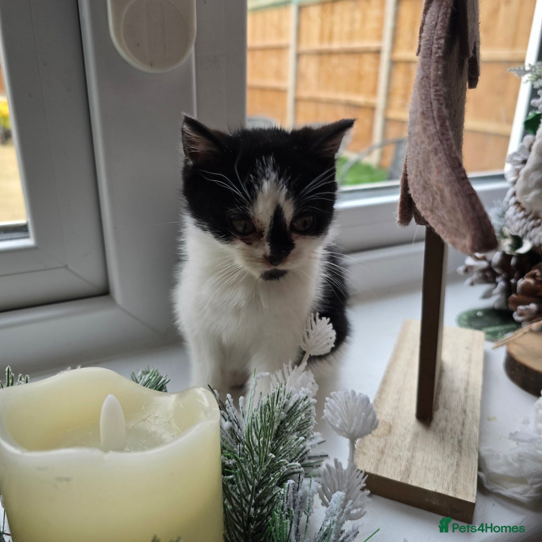 Mixed Breed cats for sale: Gorgeous little kitten (female) - Advert 5