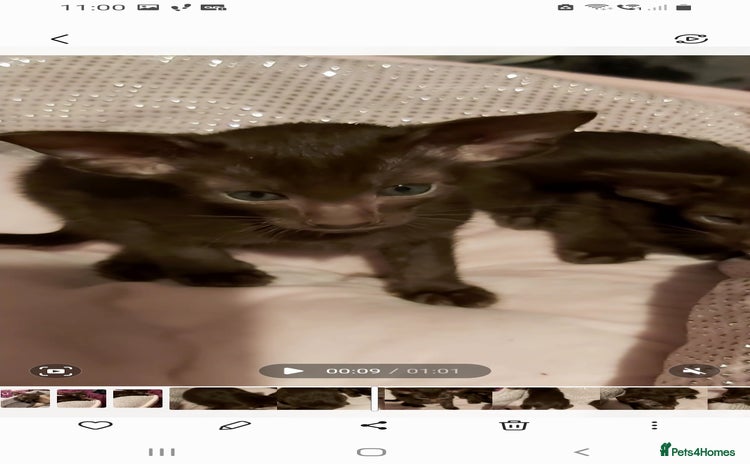 Oriental cats - Advert 2