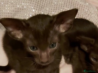 Oriental cats - Advert 2