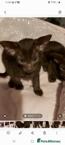 Oriental cats - Advert 2
